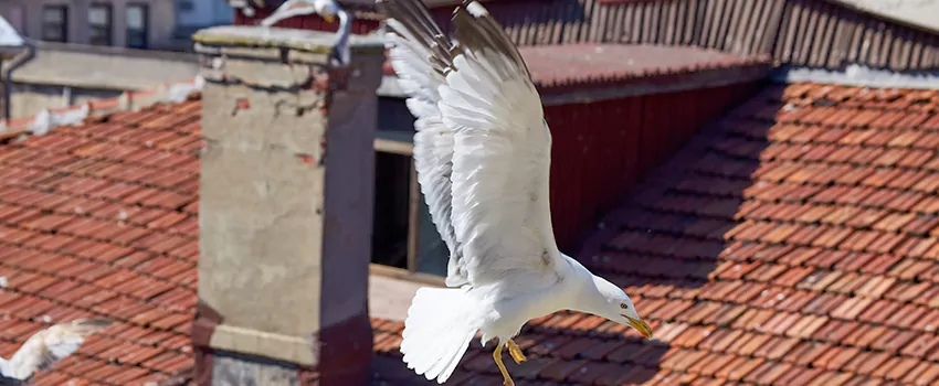 Residential Chimney Animal Removal Solution in Sanford, FL