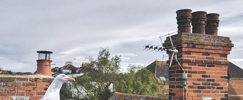 Chimney Cleaning And Restoration in Sanford, Florida